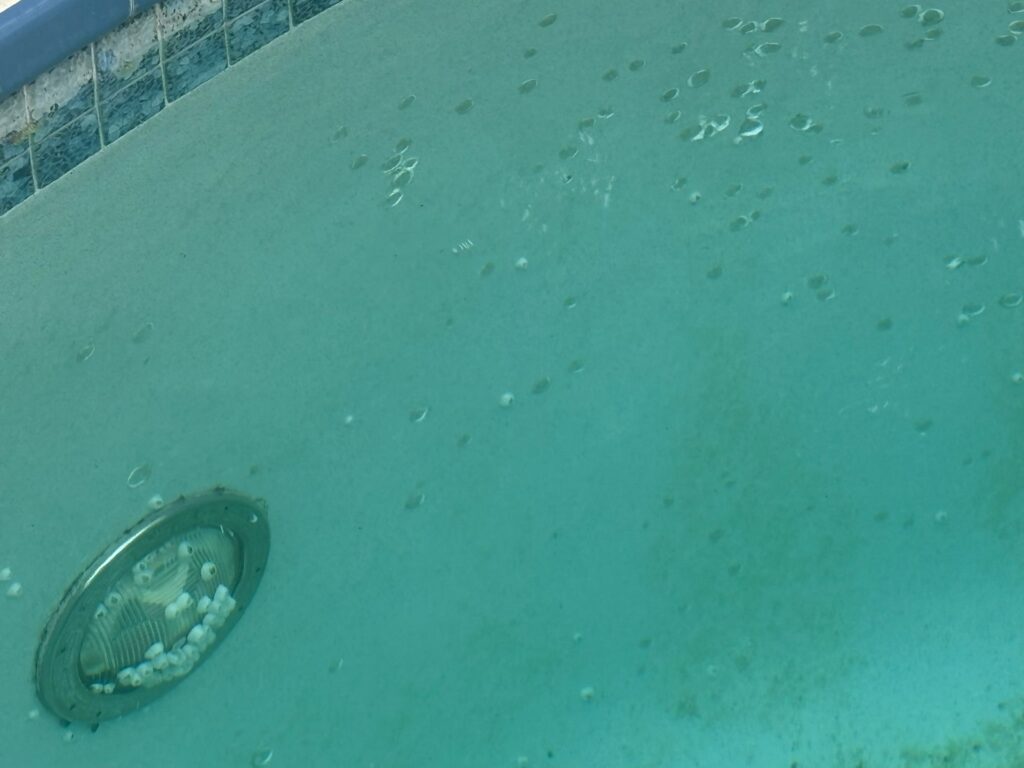 Barnacles on Pool Light and Surface